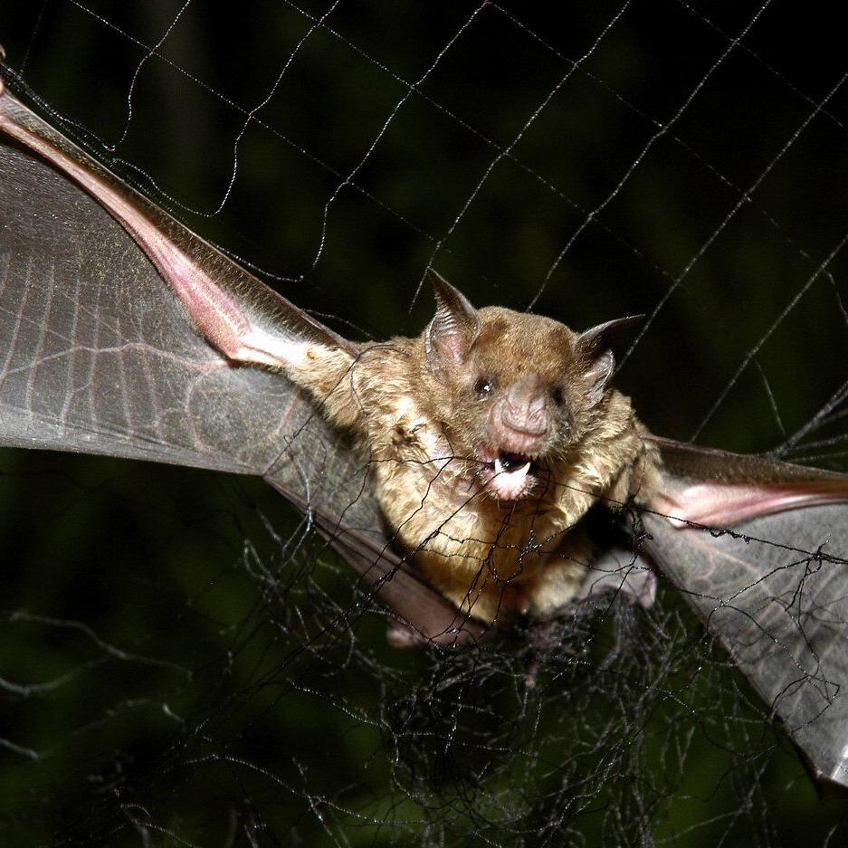 How tiny drones inspired by bats could save lives in dark and stormy conditions